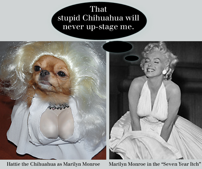 Marilyn Monroe and Hattie the Chihuahua as Marilyn