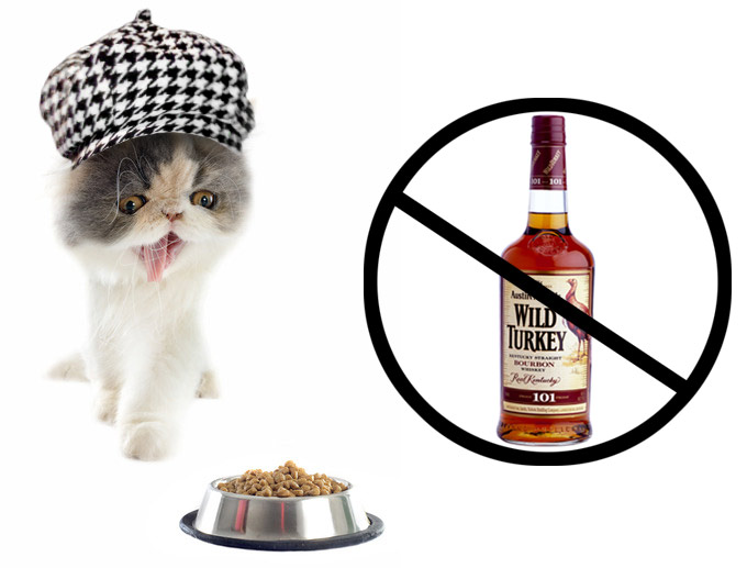 Cat in hat and say no to whiskey drunken kitty