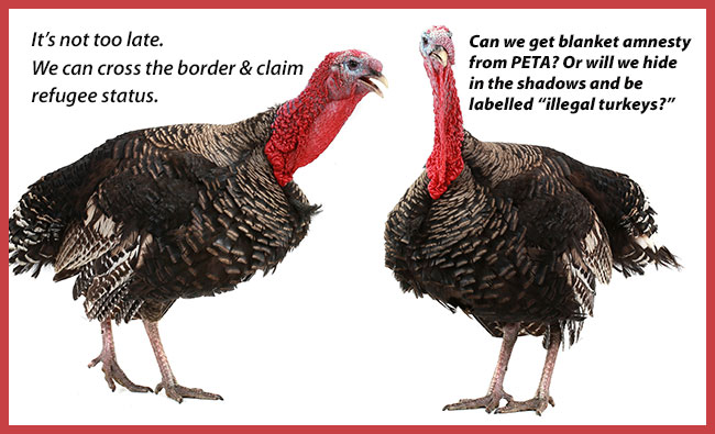 Turkeys waiting for death in America