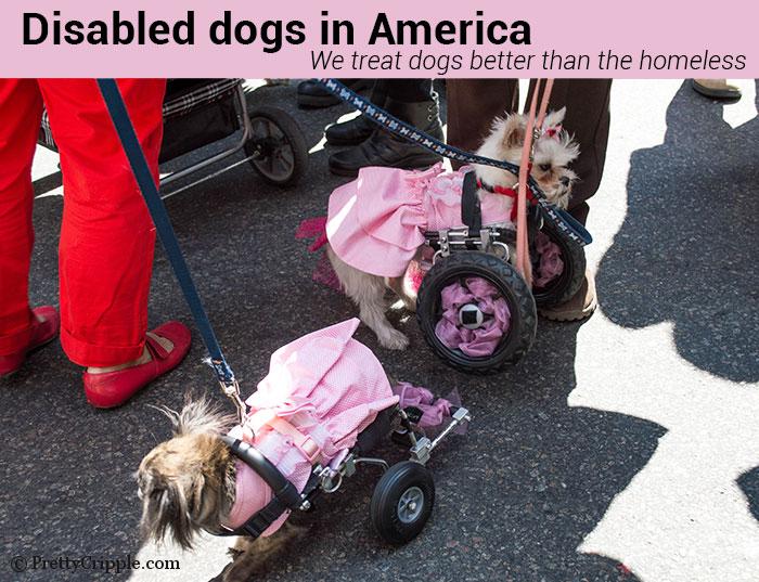 Disabled dogs in America. We treat dogs better than the homeless