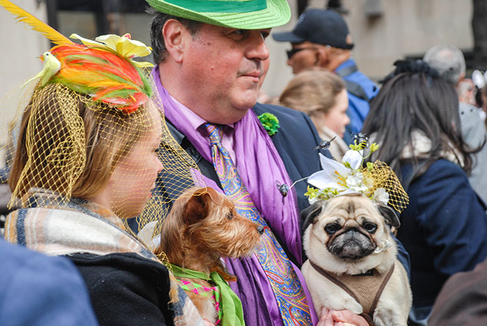Dog couture at the easter hat parade 2016 nye