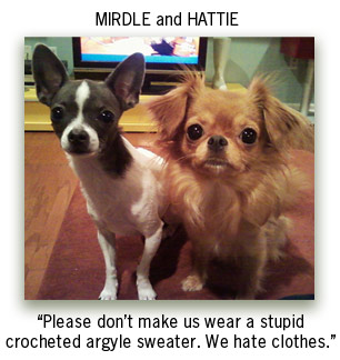 Mirdle-Hattie-Chihuahuas