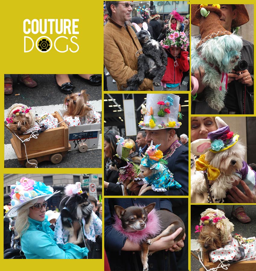 NYC Easter Hat Parade Dogs