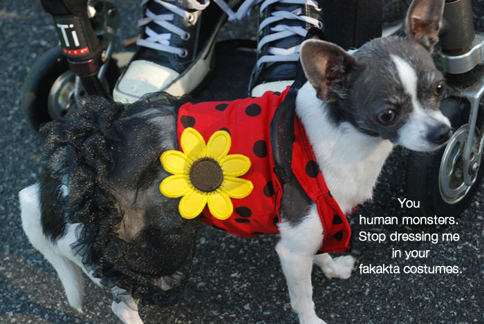 Mirdle the Chihuahua in a ladybug costume