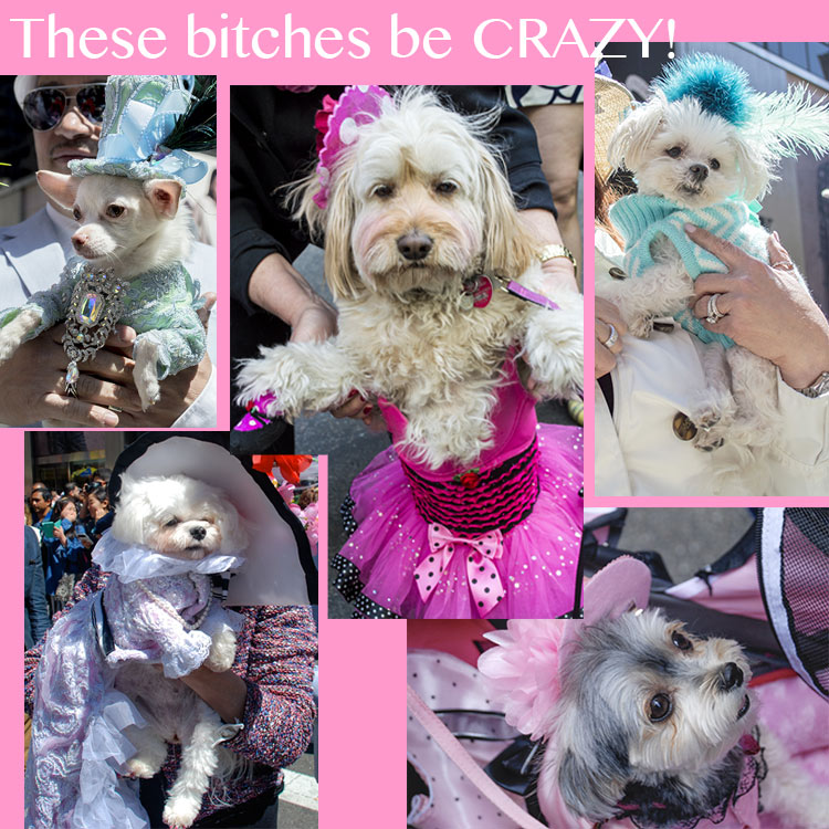 best dog costumes NY Easter Hat Parade 2014